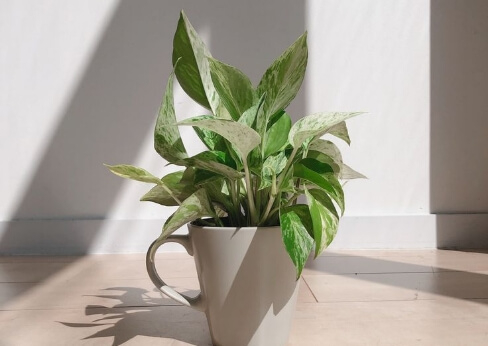 観葉植物
